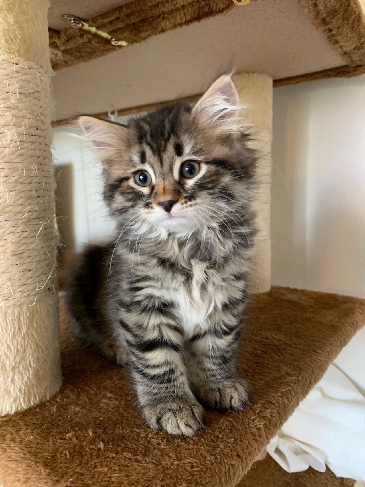 a black tabby siberian kitten sitting in a cat structure